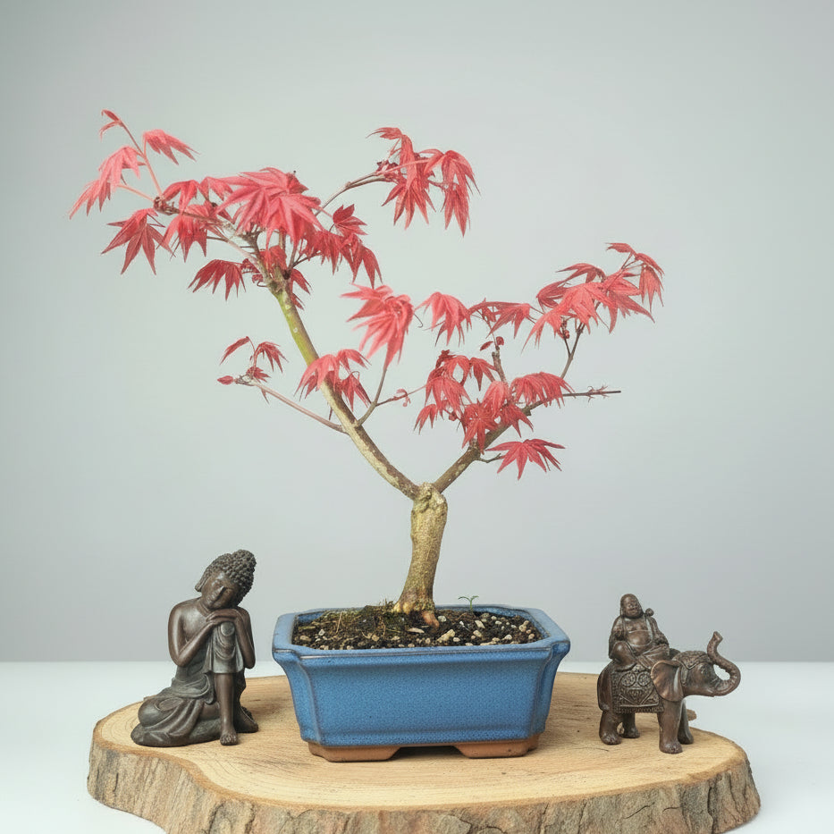 Yorkshire Bonsai Japanese Maple Deshojo Bonsai Tree - 15cm