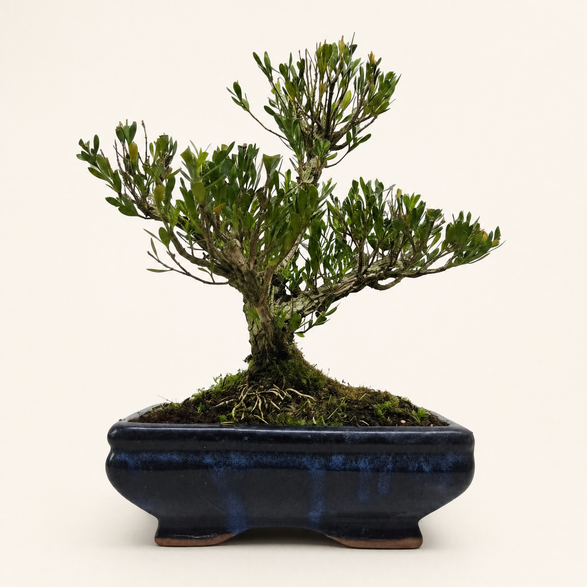 Yorkshire Bonsai Boxwood Buxus Harlandii Bonsai Tree Pot - 20cm