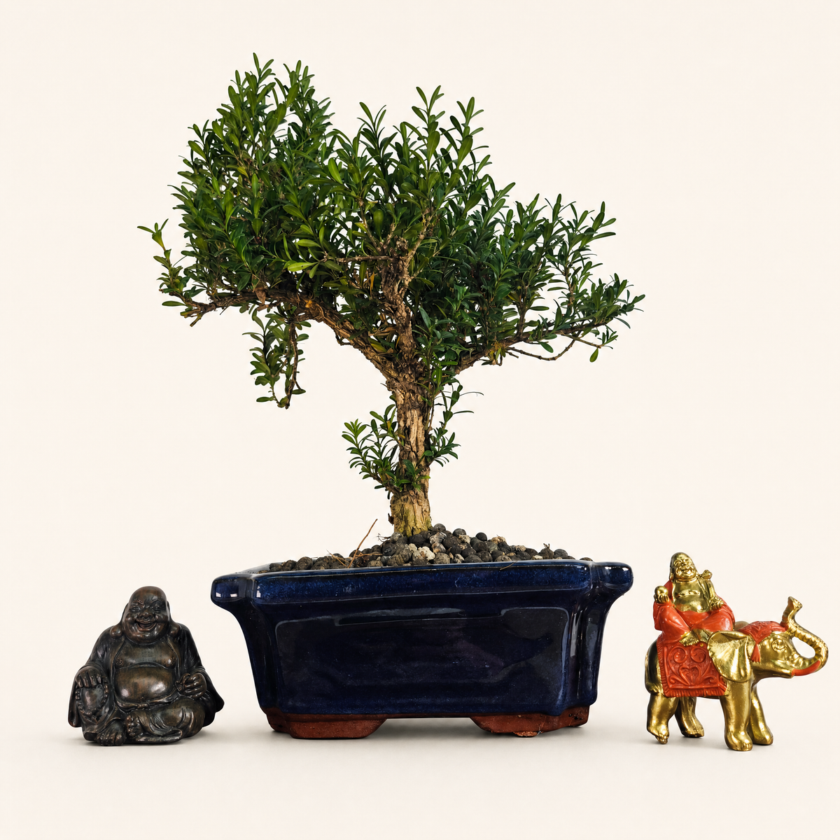 Yorkshire Bonsai Boxwood Buxus Harlandii Bonsai Tree - 20cm