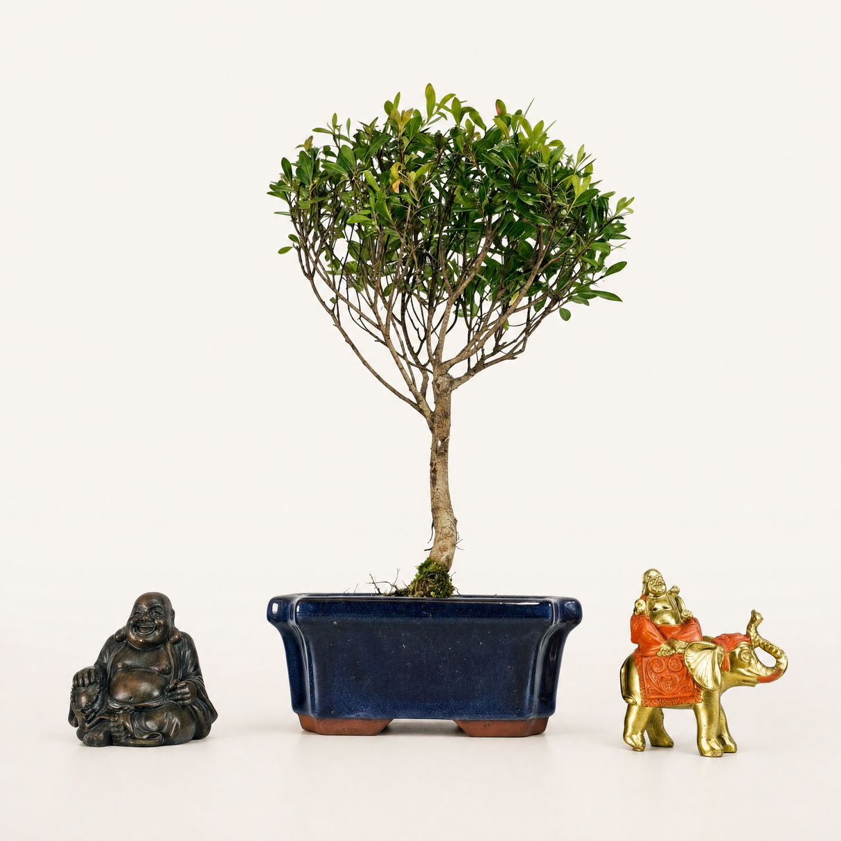 Yorkshire Bonsai Brush Cherry Syzygium Bonsai Tree in 15cm Pot
