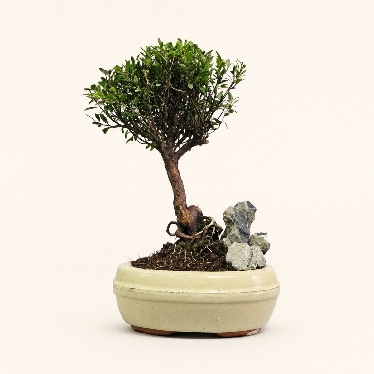 Yorkshire Bonsai Brush Cherry Tree Pot with Rock Indoor - 16cm