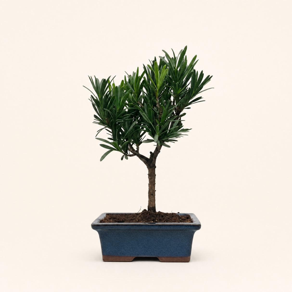 Yorkshire Bonsai Buddhist Pine Podocarpus Micro Bonsai Tree 15cm Pot