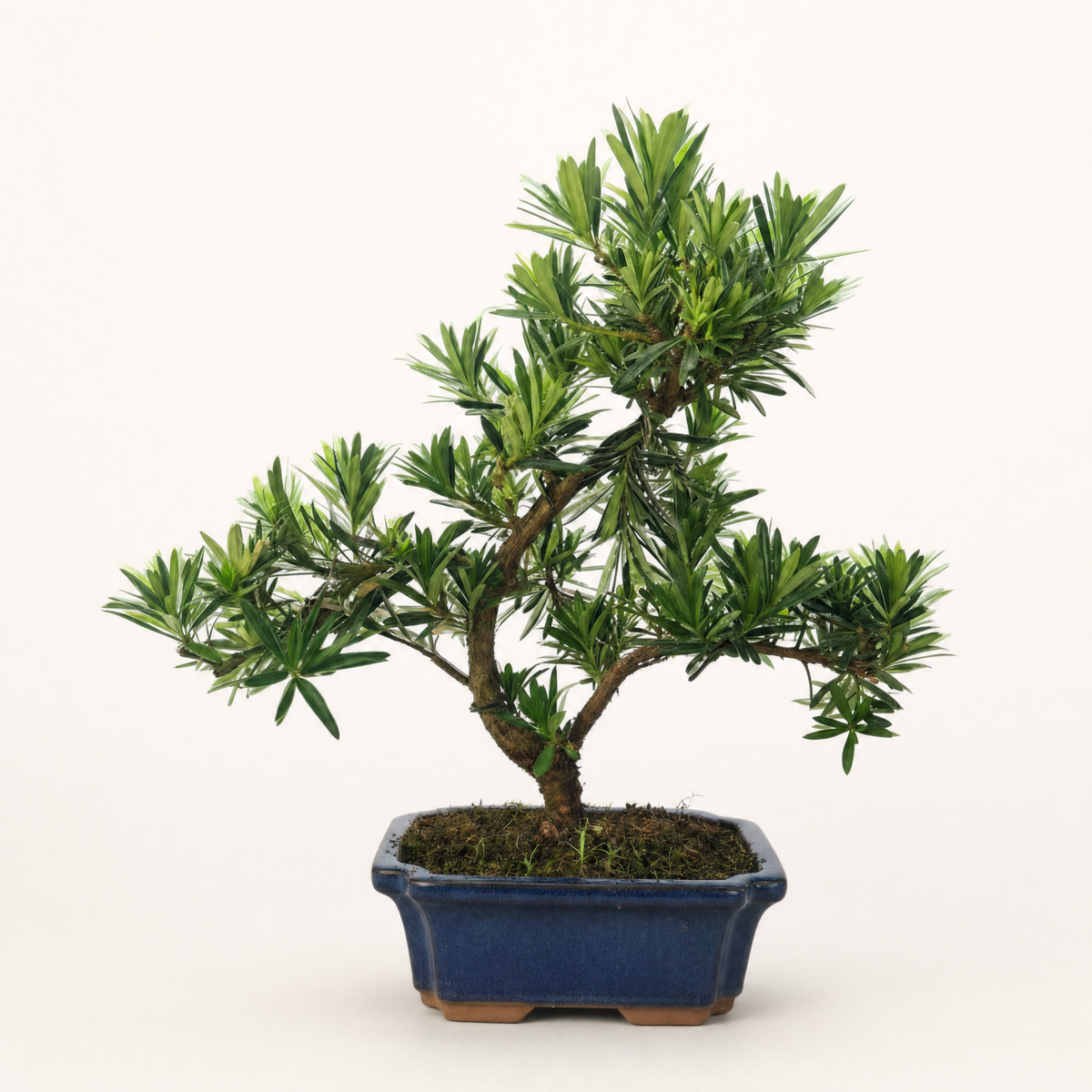 Yorkshire Bonsai Buddhist Pine Podocarpus Bonsai Tree - 20cm