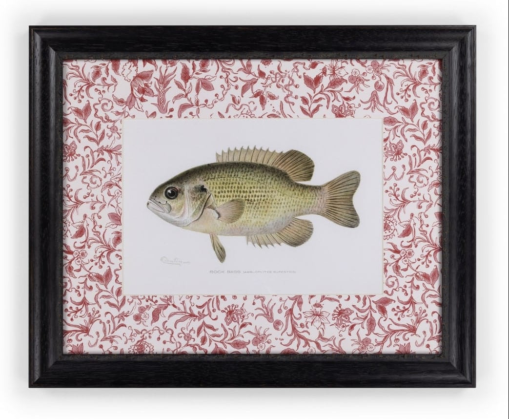 Casa by Josephine Jenno Fish IV Framed Print