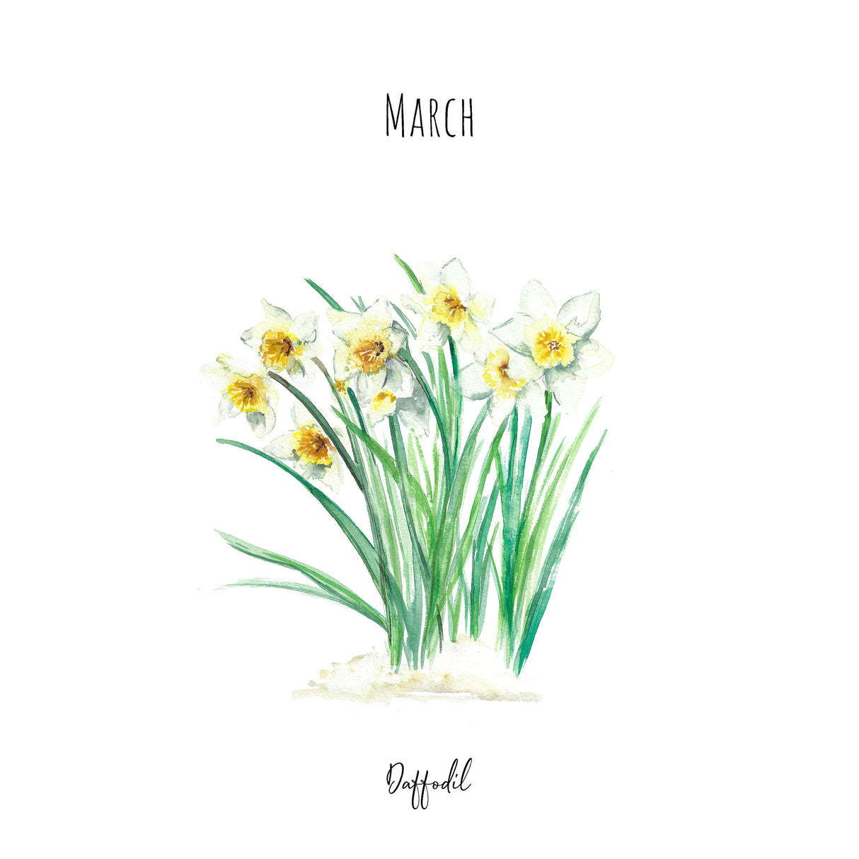 Katie Hipwell Design Daffodils March Birth Flower Watercolour Print