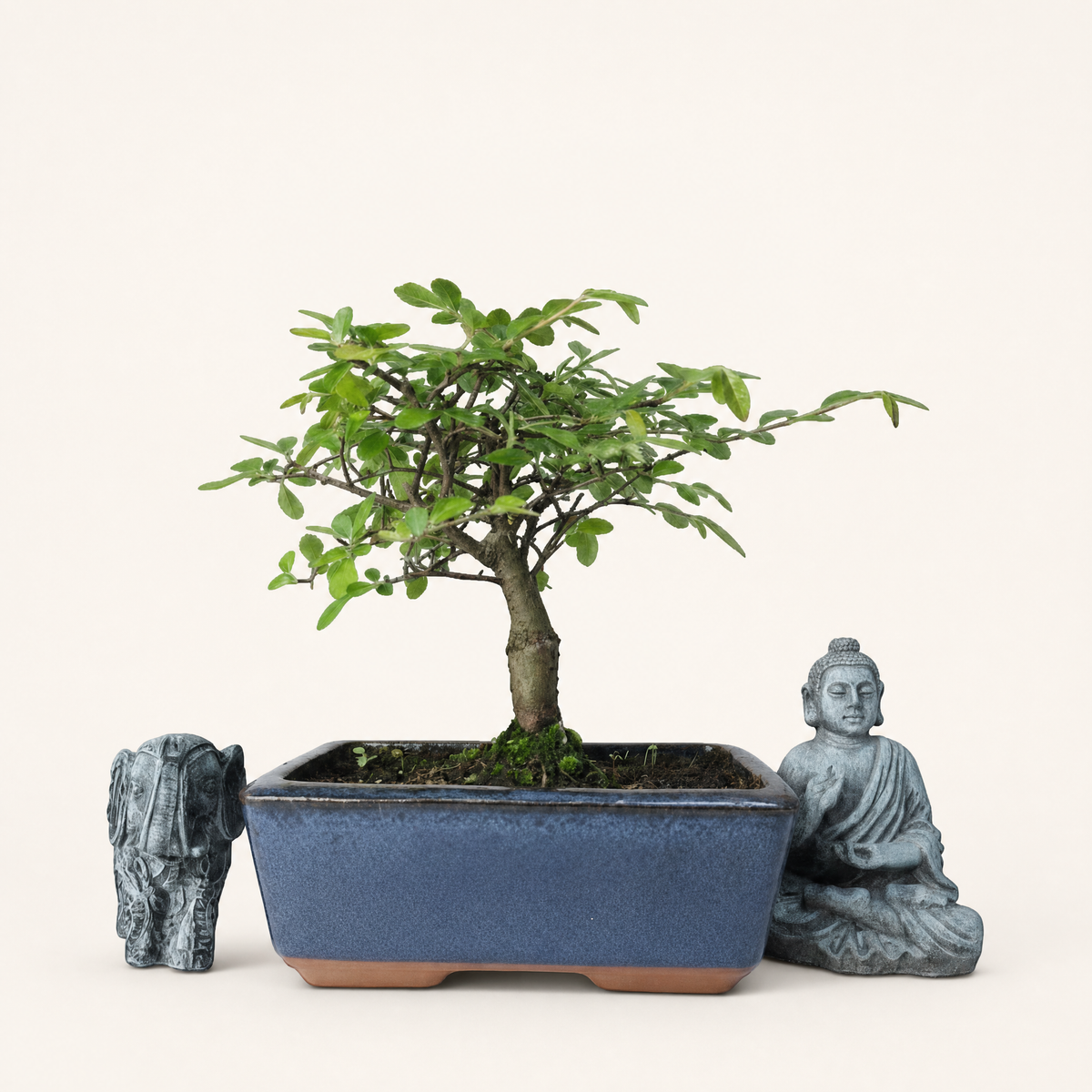 Yorkshire Bonsai Chinese Elm Bonsai – Ulmus parvifolia in 15cm Pot