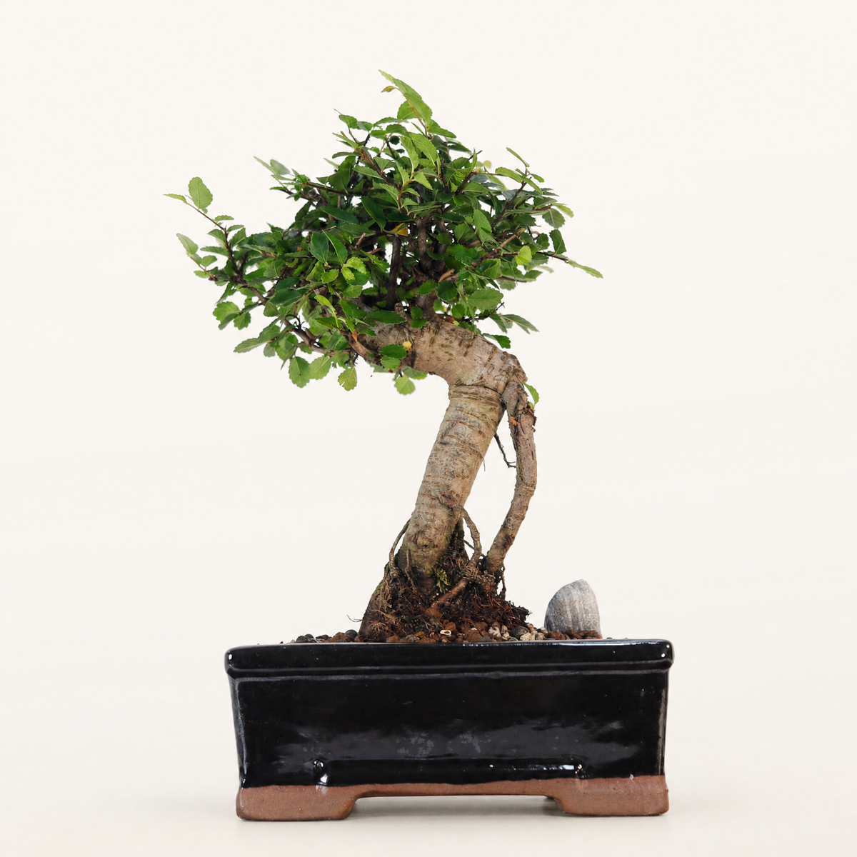 Yorkshire Bonsai Chinese Elm Bonsai Tree Broom Pot - 16cm