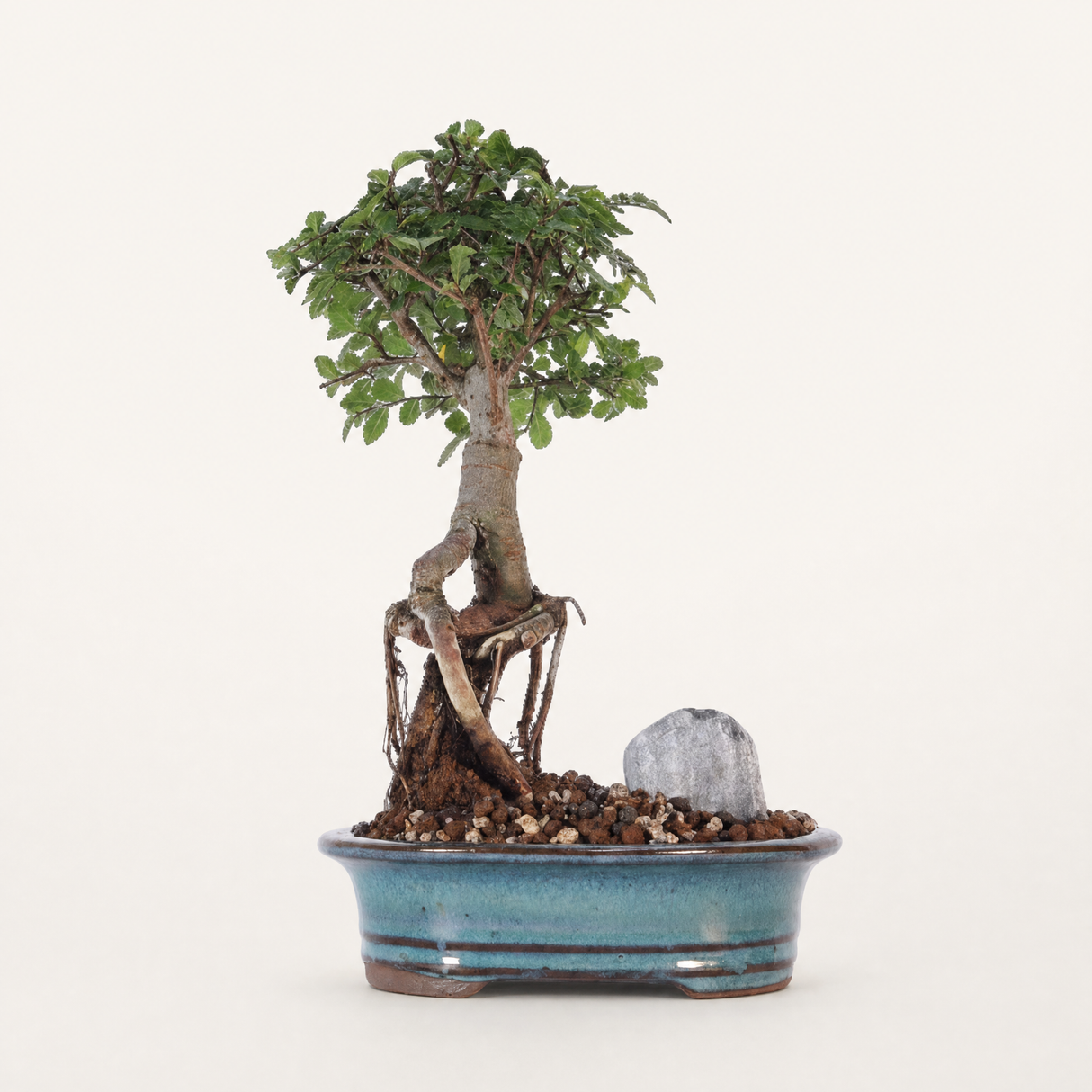 Yorkshire Bonsai Chinese Elm Bonsai Tree Broom Pot - 16cm