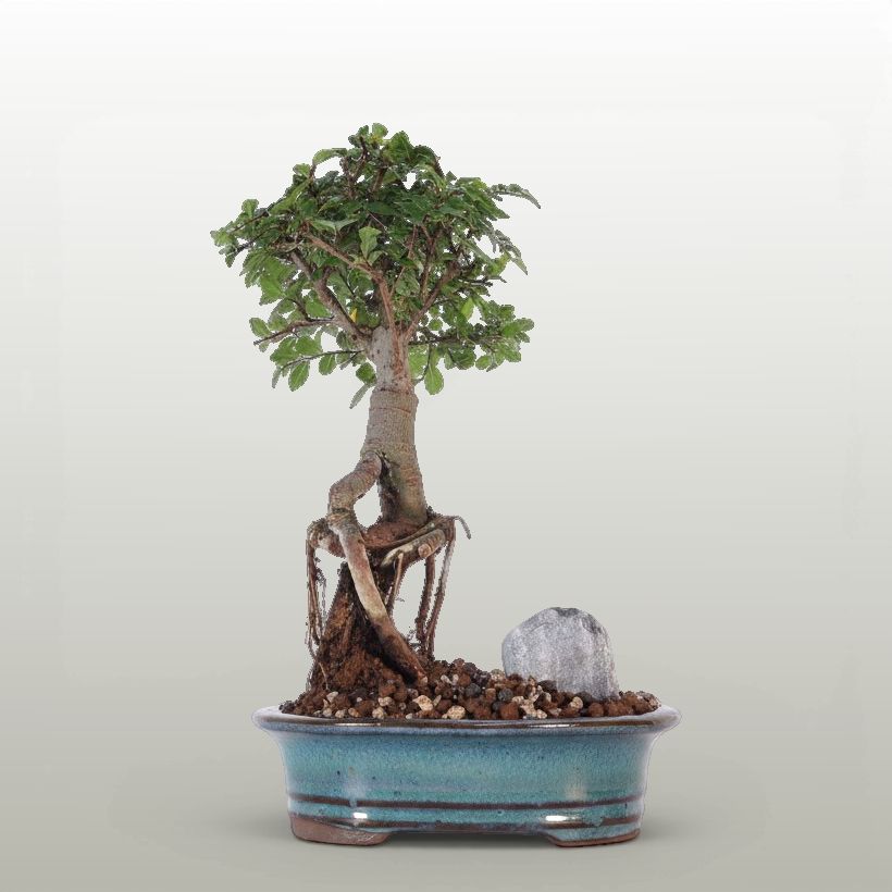 Yorkshire Bonsai Chinese Elm Bonsai Tree Broom Pot - 16cm