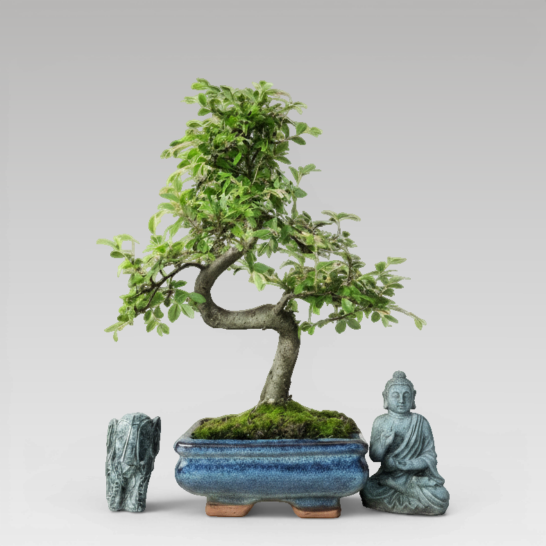 Yorkshire Bonsai Chinese Elm Bonsai Tree 15cm Pot