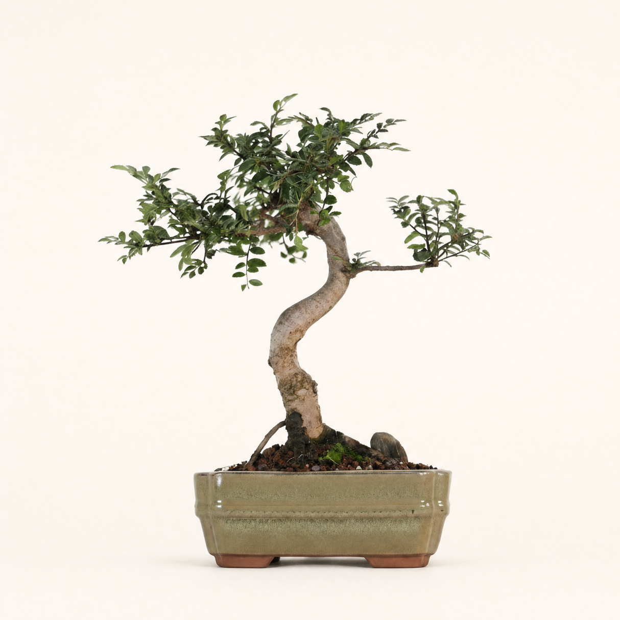 Yorkshire Bonsai Chinese Elm Bonsai Tree Pot Gift Plant - 16cm