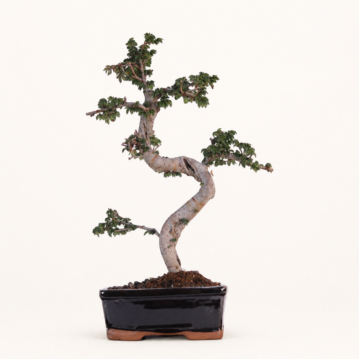 Yorkshire Bonsai Chinese Elm Bonsai Tree 18cm Pot