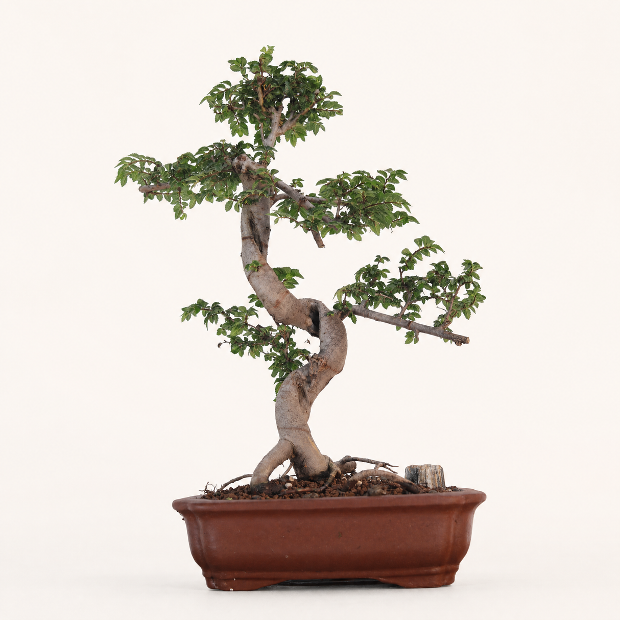 Yorkshire Bonsai Chinese Elm Bonsai Tree - 20cm