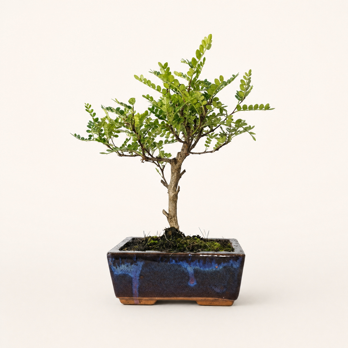 Yorkshire Bonsai Chinese Pepper Bonsai Tree Pot Broom Style - 15cm