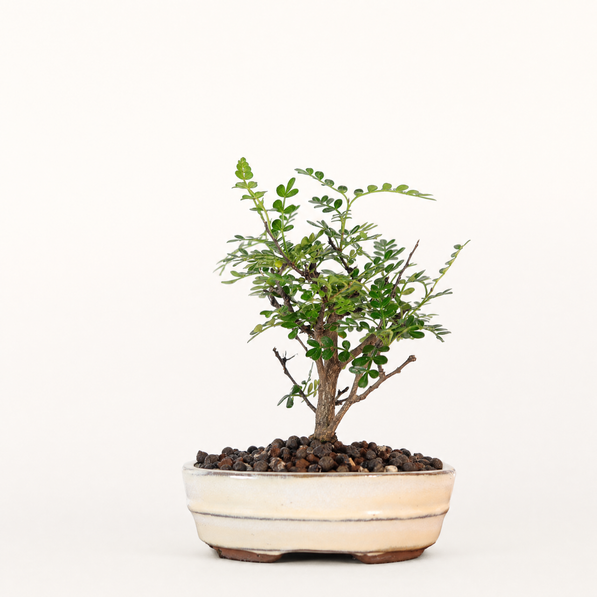 Yorkshire Bonsai Chinese Pepper Tree Pot Broom Style Gift - 16cm