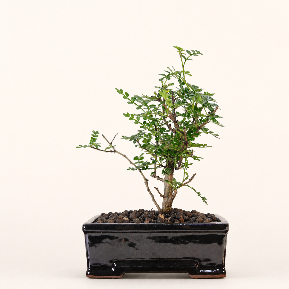 Yorkshire Bonsai Chinese Pepper Tree Pot Broom Style Gift - 16cm