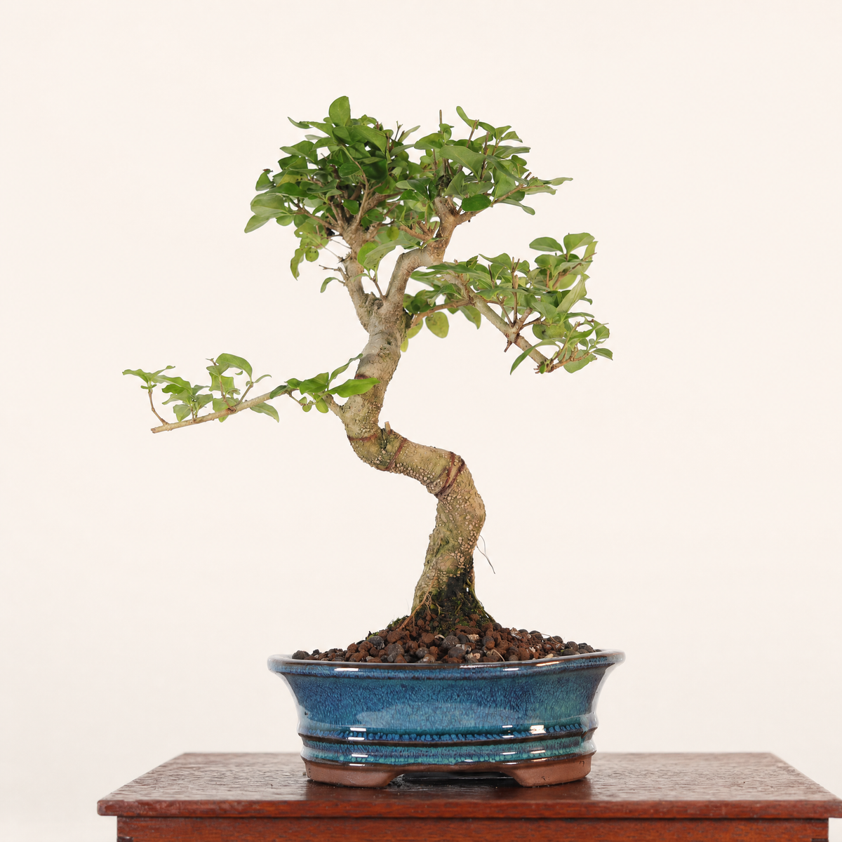 Yorkshire Bonsai Chinese Privet Bonsai Tree Pot - 18cm