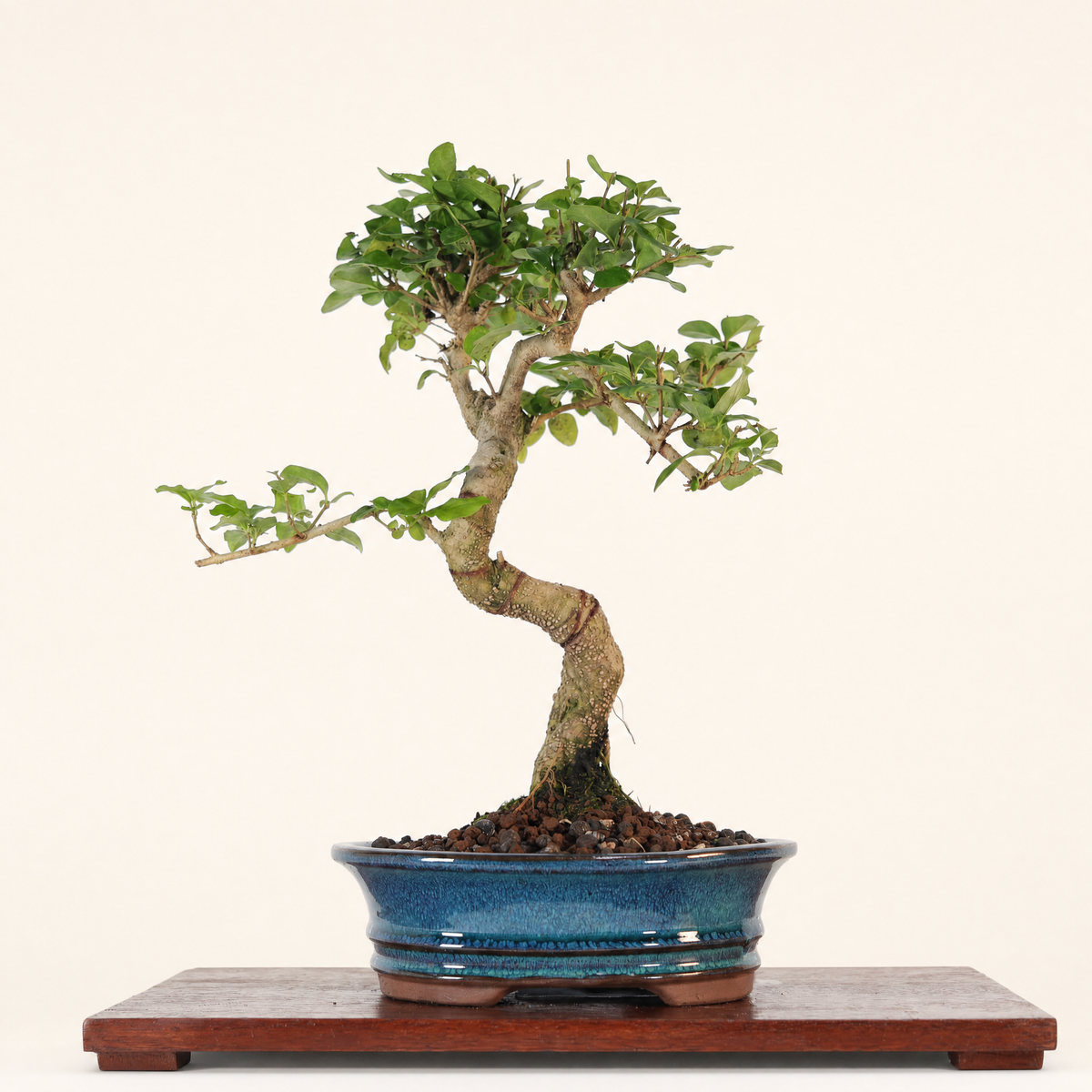 Yorkshire Bonsai Chinese Privet Bonsai Tree Pot Gift - 20cm