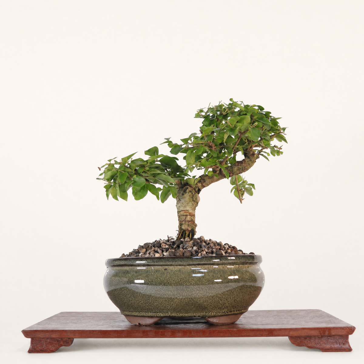 Yorkshire Bonsai Chinese Privet Bonsai Tree Pot Gift - 20cm