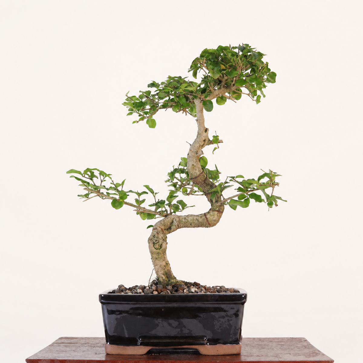 Yorkshire Bonsai Chinese Privet Bonsai Tree Pot Gift - 20cm