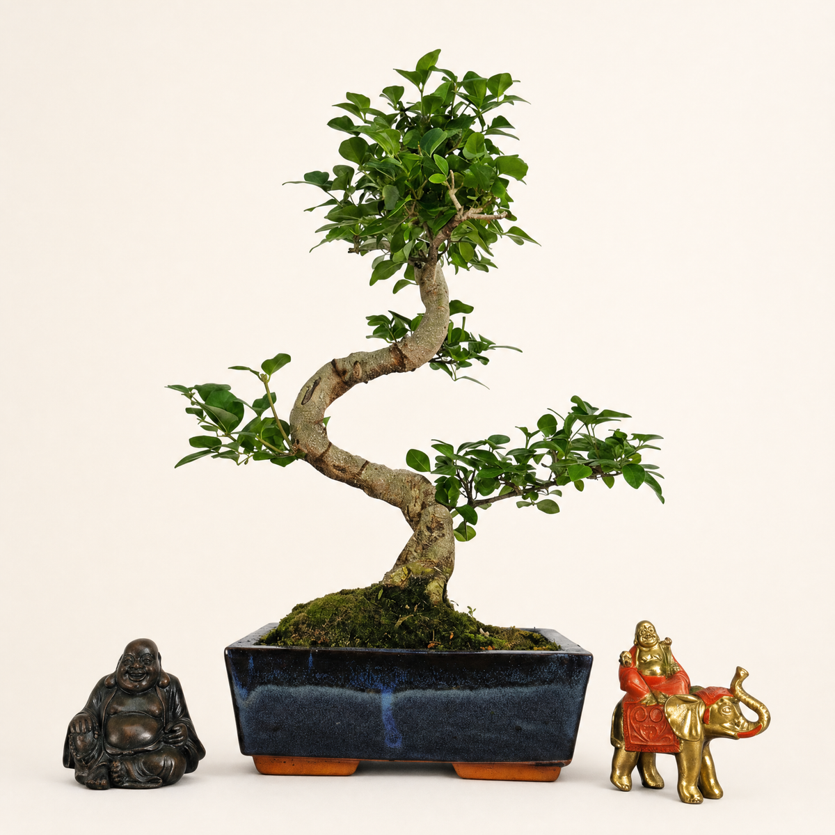 Yorkshire Bonsai Chinese Privet Bonsai Tree Pot - 20cm