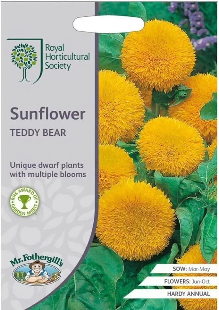AllotMate Essentials RHS Sunflower Teddy Bear Seeds – 20 Seeds