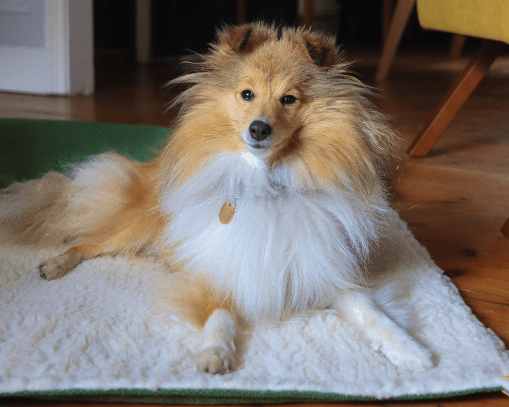 Ralph & Co Luxury Washable Green Dog Blanket