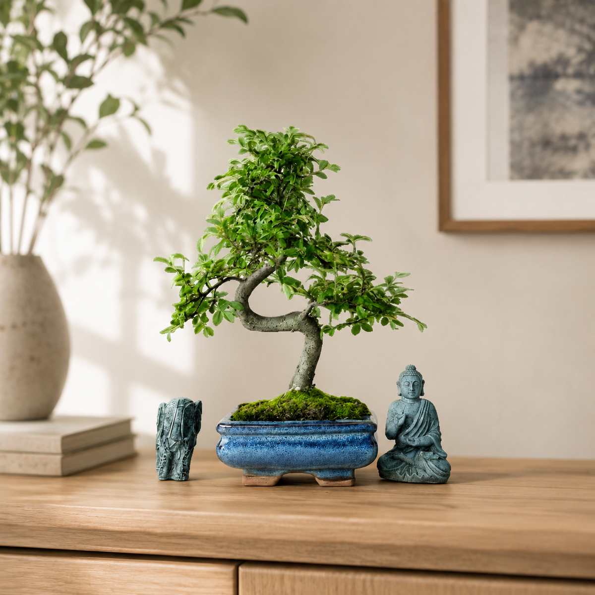 Yorkshire Bonsai Chinese Elm Bonsai Tree 15cm Pot