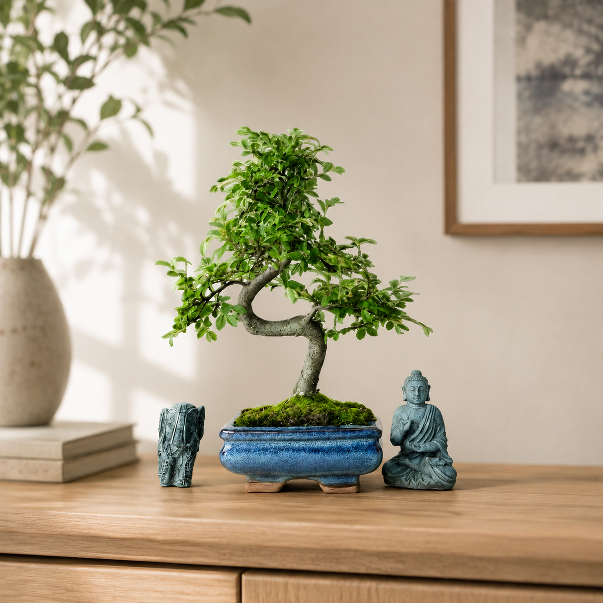 Yorkshire Bonsai Chinese Elm Bonsai Tree 15cm Pot