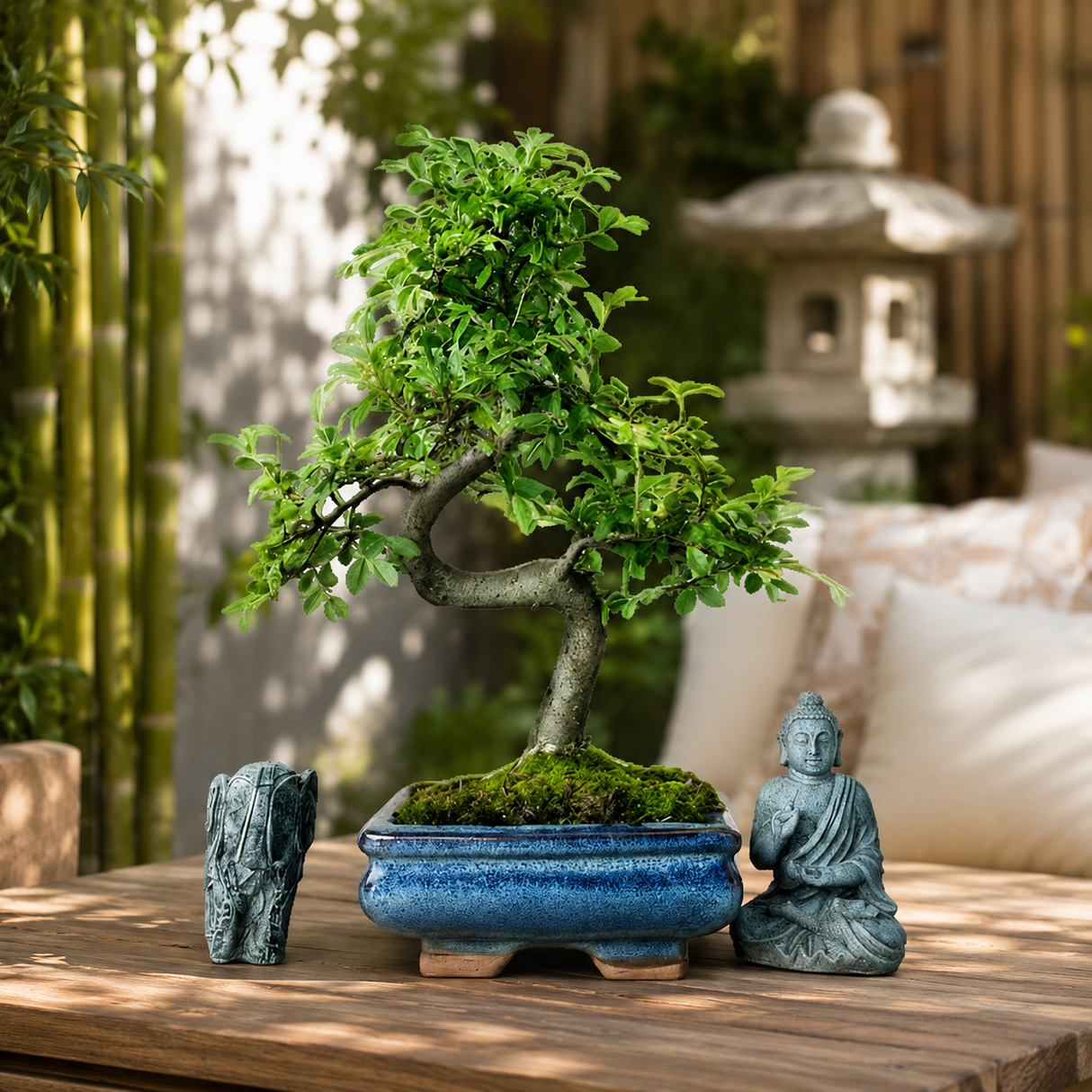 Yorkshire Bonsai Chinese Elm Bonsai Tree 15cm Pot