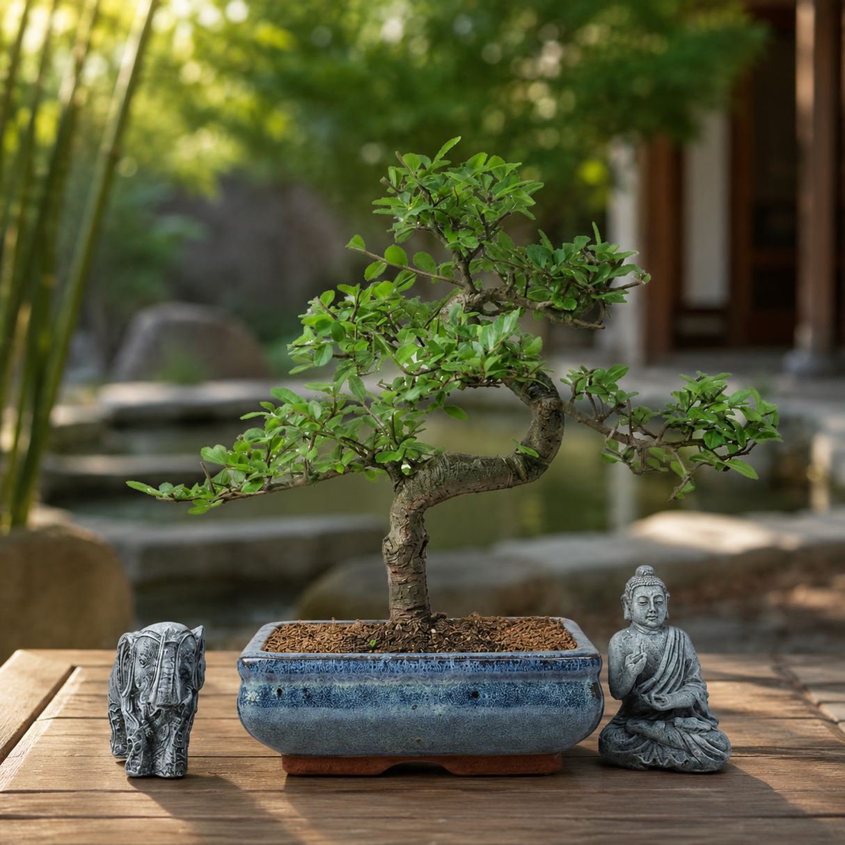 Yorkshire Bonsai Chinese Elm Bonsai Tree 20cm Pot