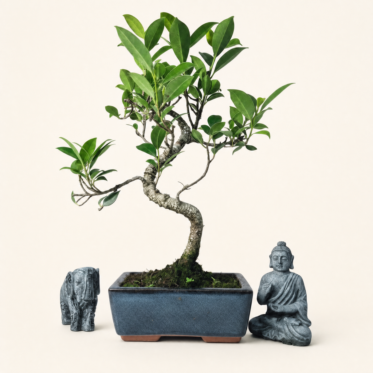 Yorkshire Bonsai Ficus Microcarpa Indoor Bonsai Tree - 15cm
