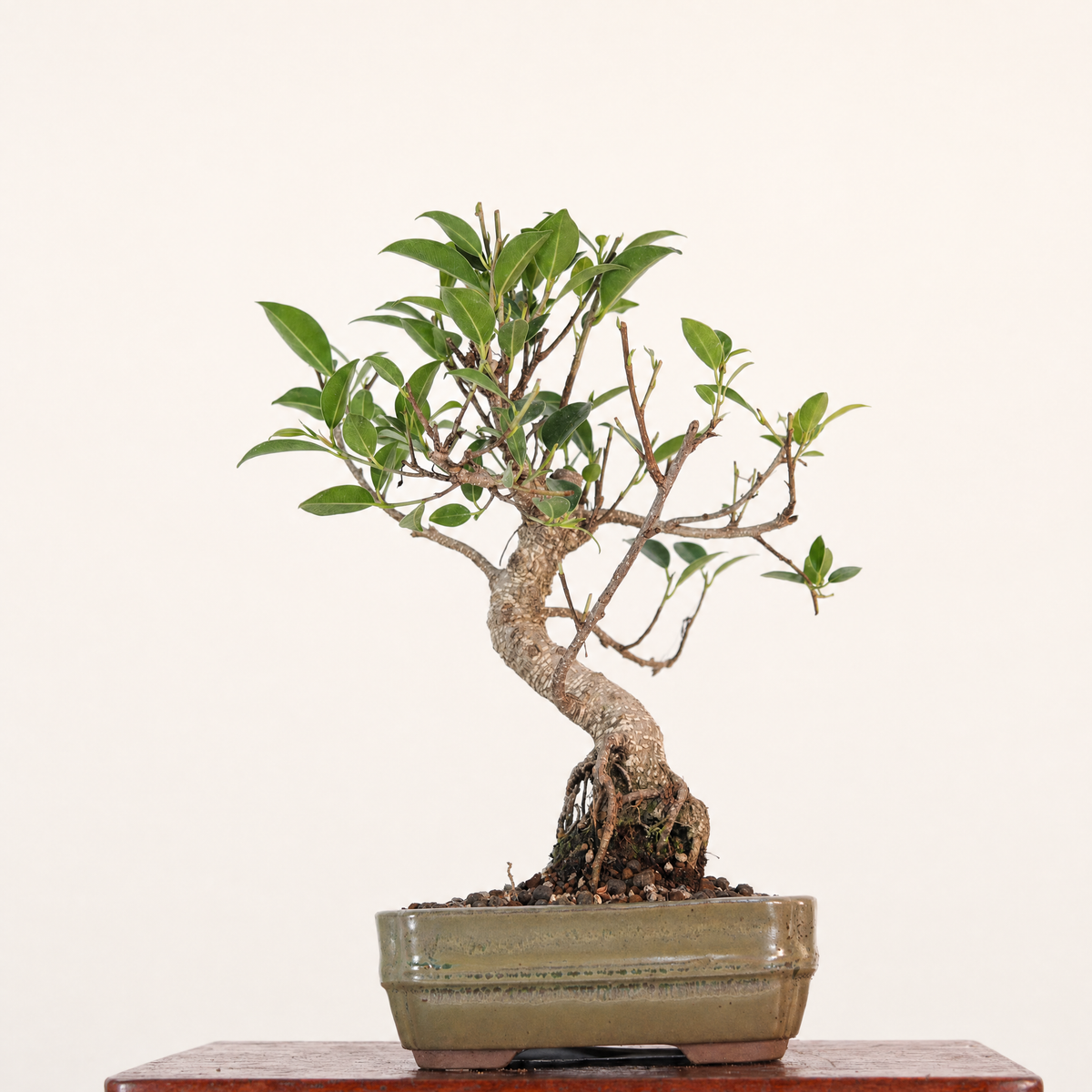 Yorkshire Bonsai Ficus Microcarpa Bonsai Tree Pot - 16cm