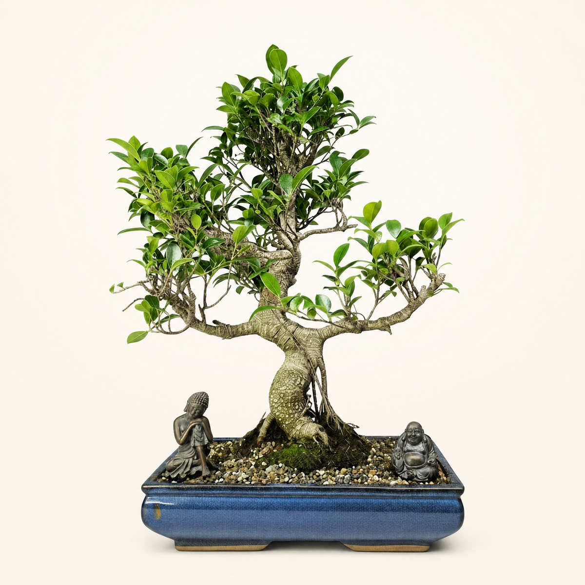 Yorkshire Bonsai Ficus Microcarpa Banyan Bonsai Tree - 40cm