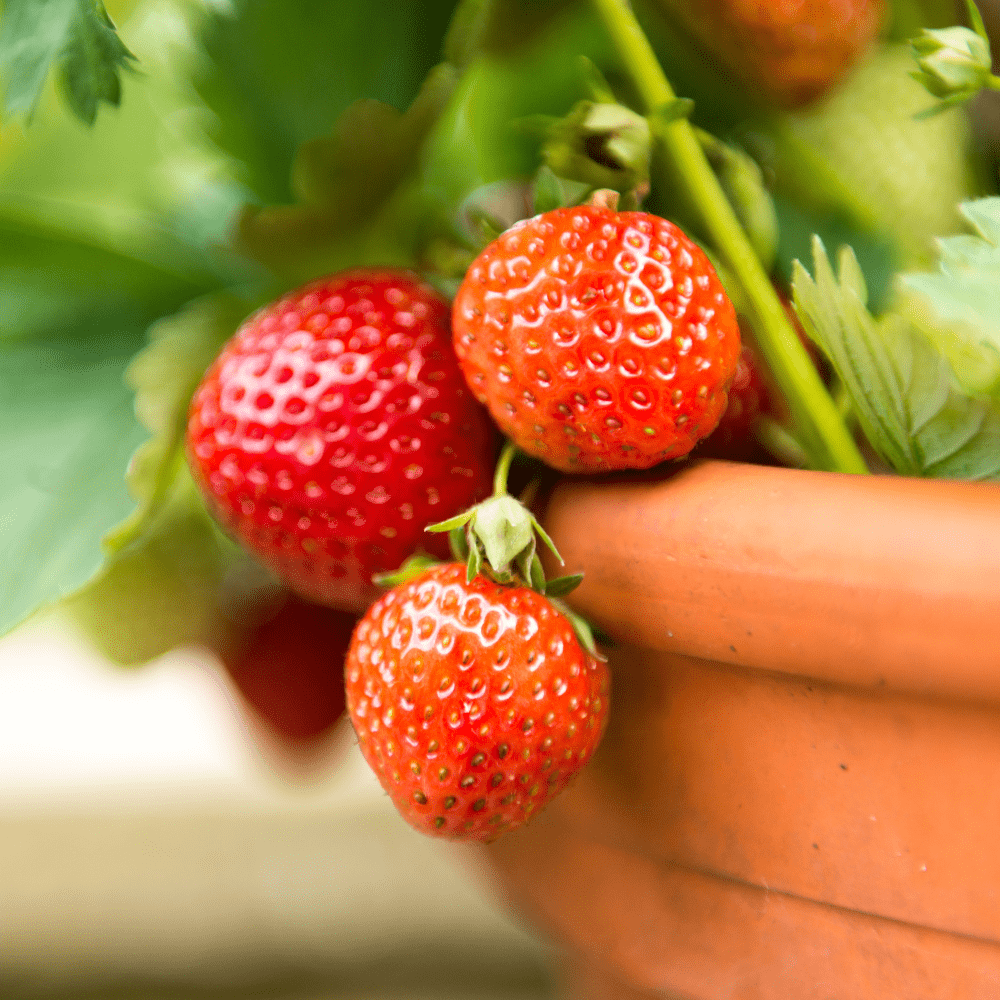 Dandy’s FruitBoost® Welsh Topsoil for Fruits and Herbs