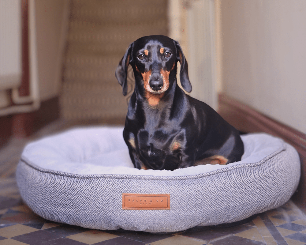 Ralph & Co Balmoral Luxury Donut Dog Bed