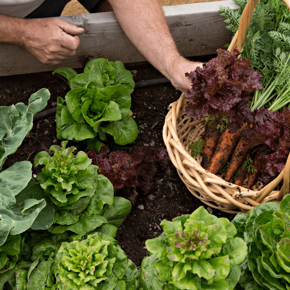 Dandy's Allotment Pack - Topsoil, Compost, Grit and Membrane