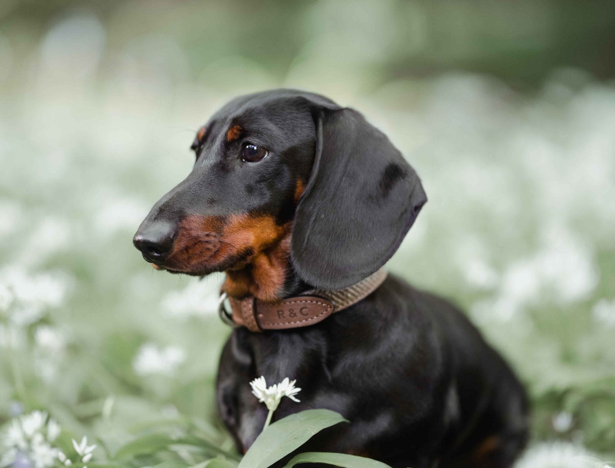 Ralph & Co Herringbone Leather Dog Collar - Lincoln