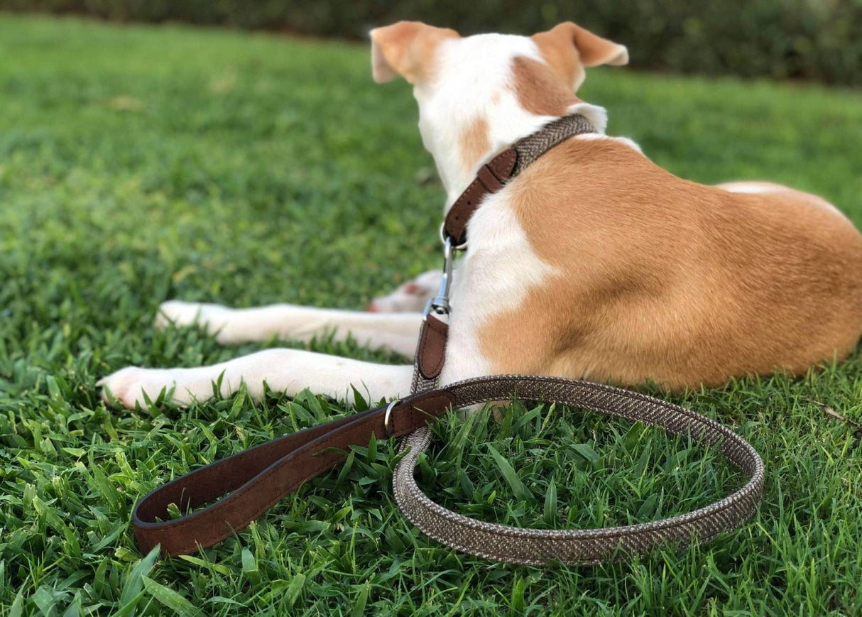 Ralph & Co Herringbone Leather Dog Lead - Lincoln