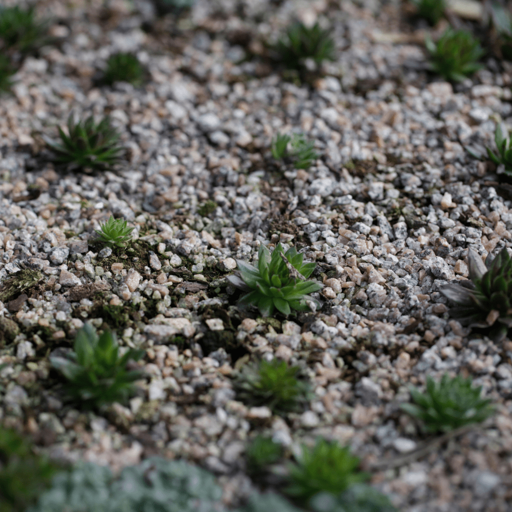 Dandy’s Horticultural Grit