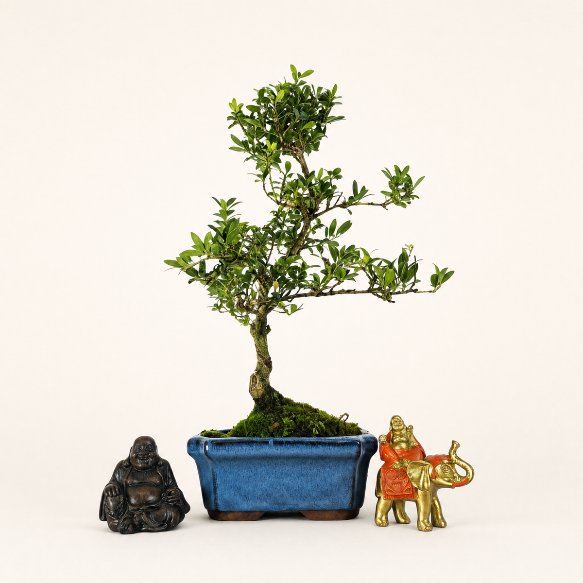 Yorkshire Bonsai Japanese Holly Bonsai Tree Pot - 15cm