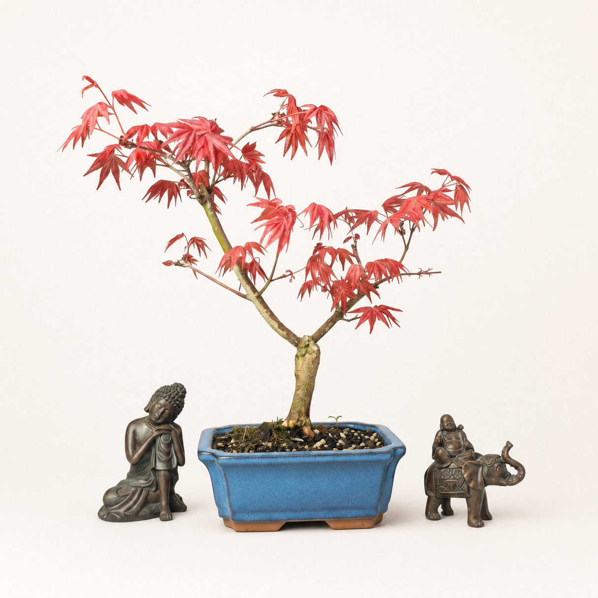 Yorkshire Bonsai Japanese Maple Deshojo Bonsai Tree - 15cm