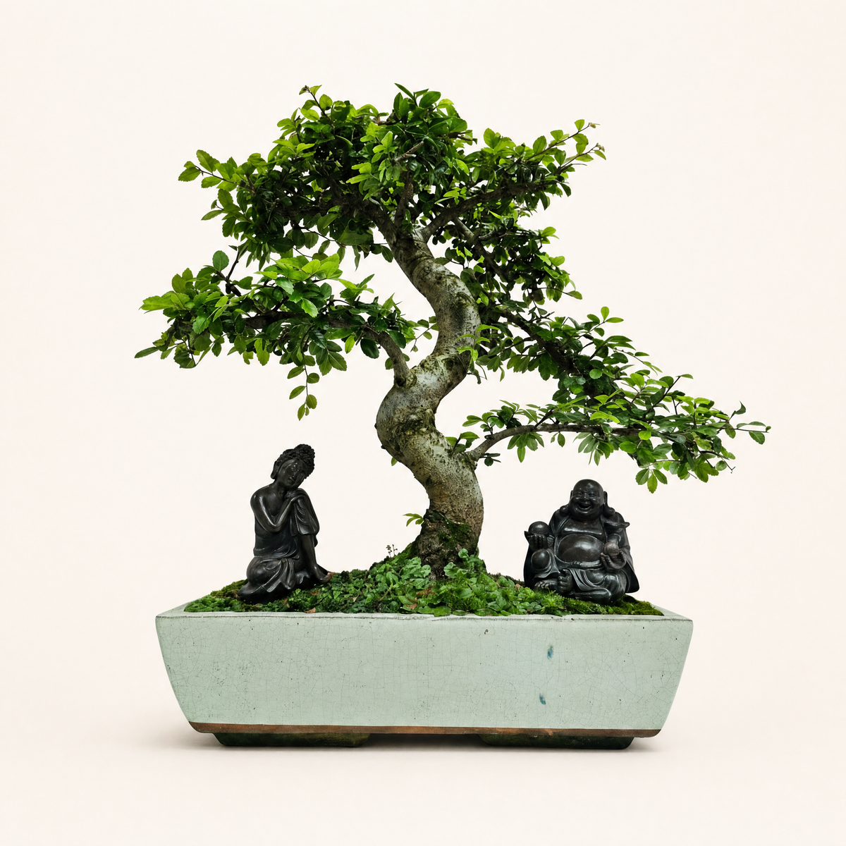 Yorkshire Bonsai Large Chinese Elm Bonsai Tree Pot - 35cm
