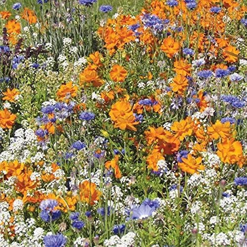 AllotMate Essentials RHS Flowers for Bees Easy Sow Seeds - 20g Box