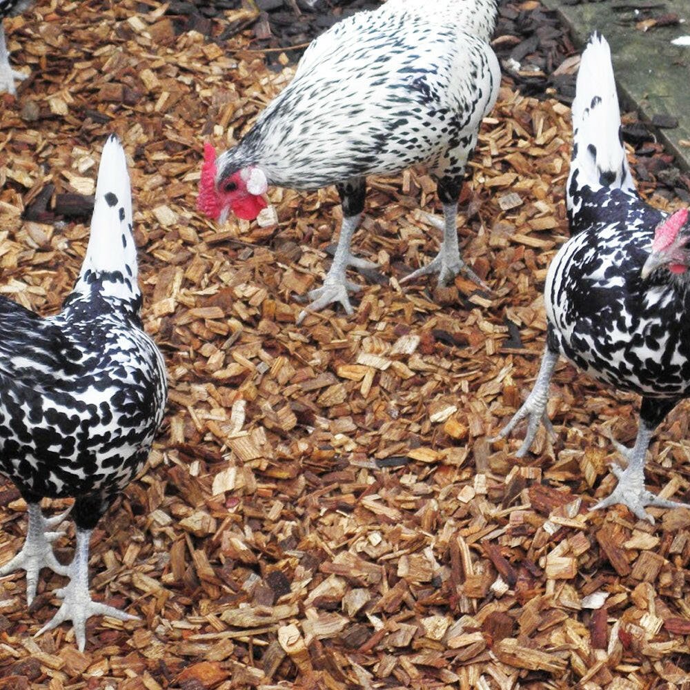Dandy’s Chicken Coop Chips