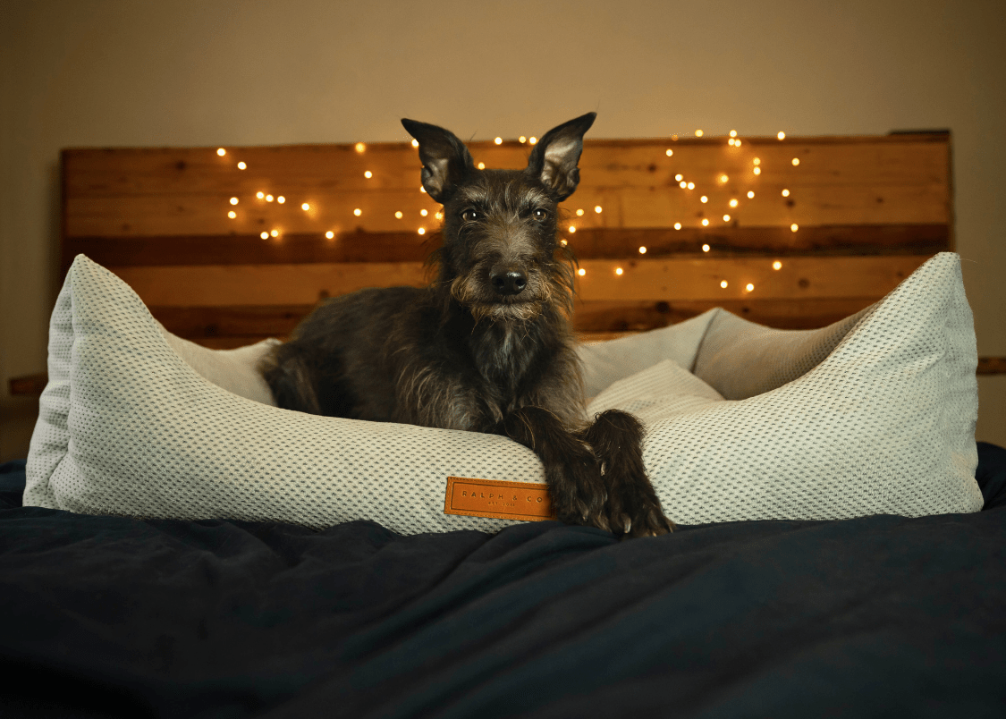 Ralph & Co Highclere Luxury Memory Foam Dog Bed