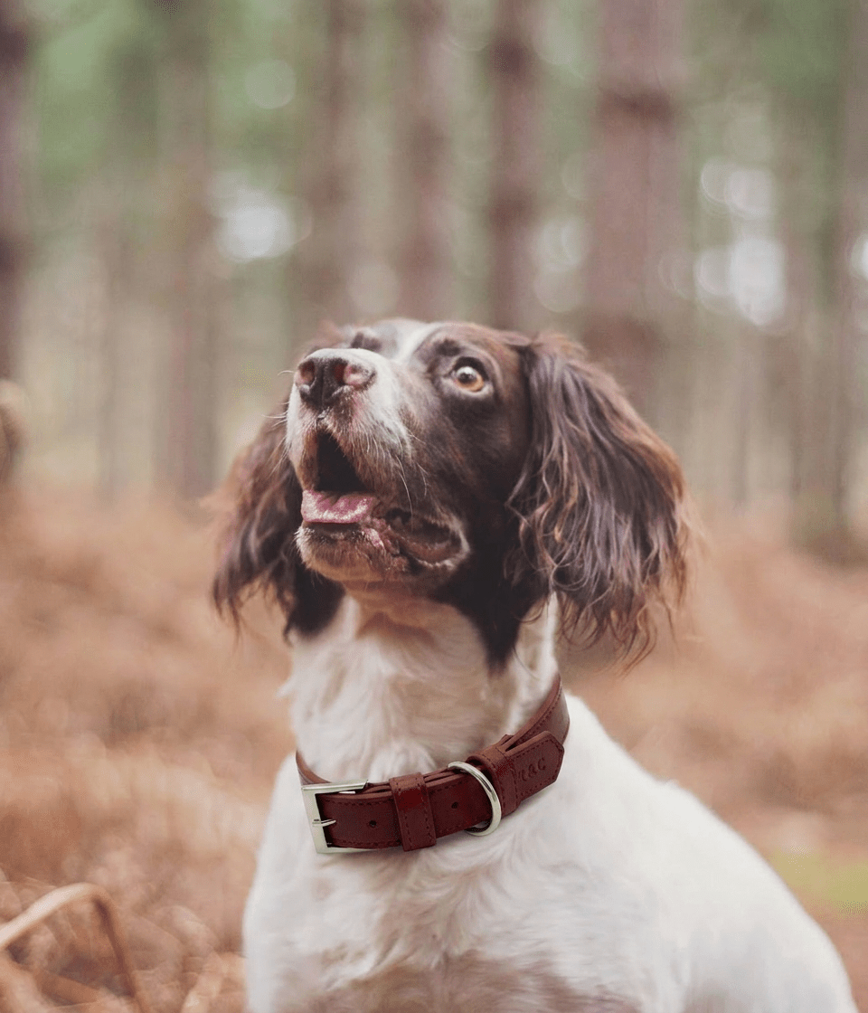 Ralph & Co Oxblood Red Leather Dog Collar