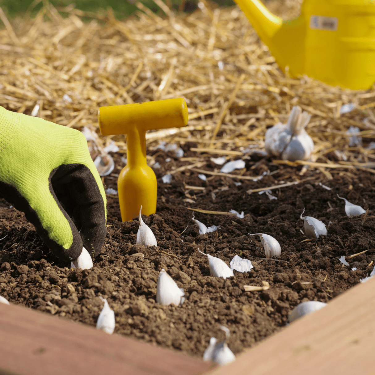 Dandy's Grow Your Own Raised Bed Kit