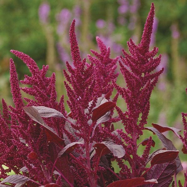 AllotMate Essentials RHS Amaranthus Velvet Curtains Seeds 1500