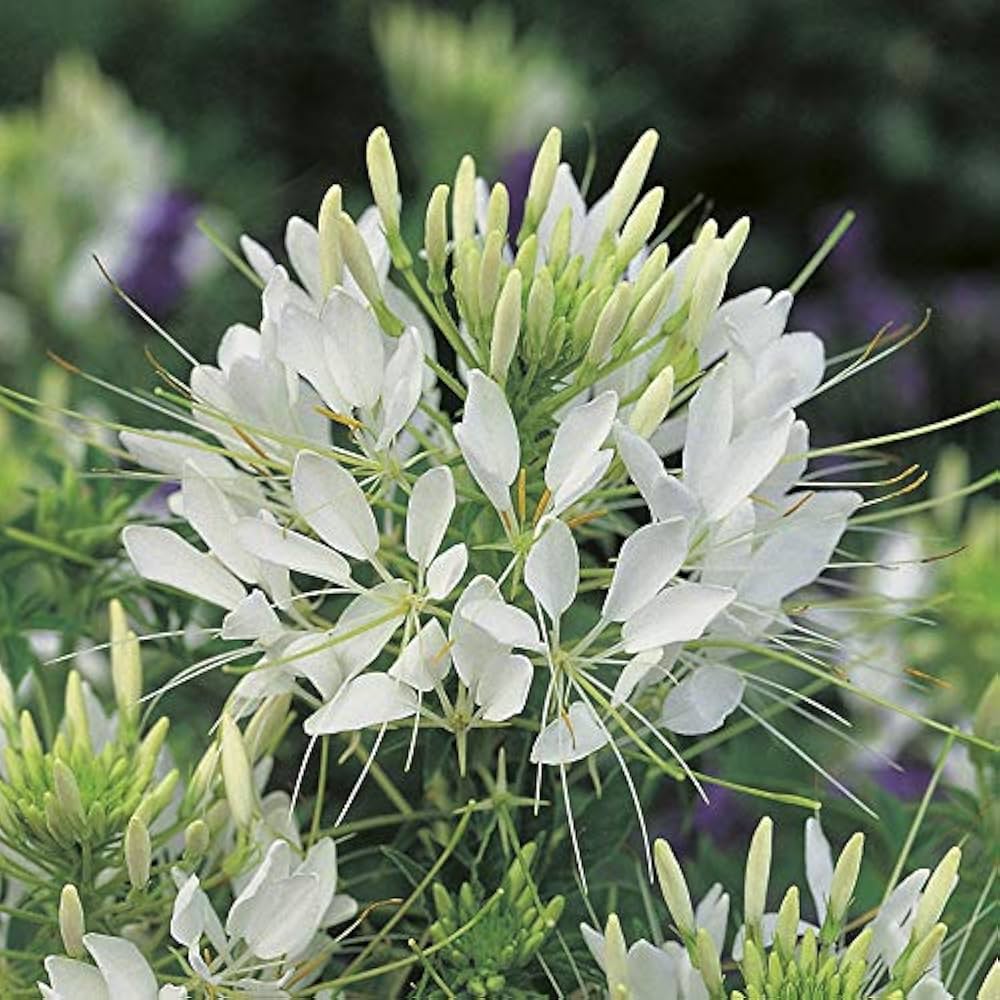 AllotMate Essentials RHS Cleome Helen Campbell Seeds 250